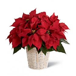 X-mas Red poinsettia plant  Delivery To Manila Philippines
